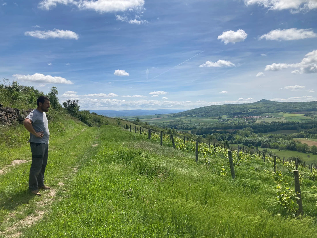 NEW FROM HENRI CHAUVET, THE TRICOTS, AND DOMAINE DES TROUILLÈRES