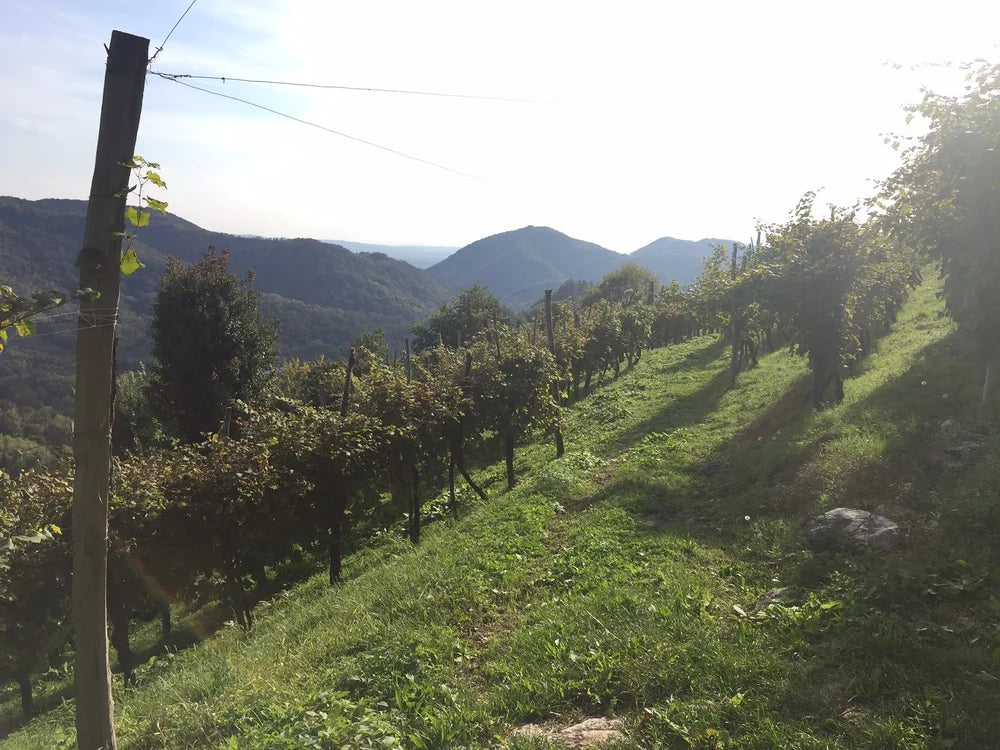 NEW WINES FROM COSTADILÀ