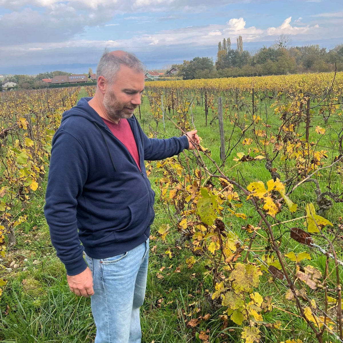 David Humbert – La Vigne Sauvage