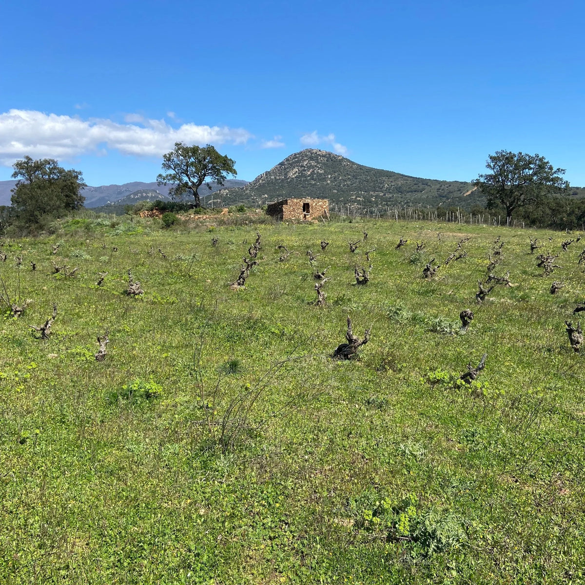 Celler la gutina